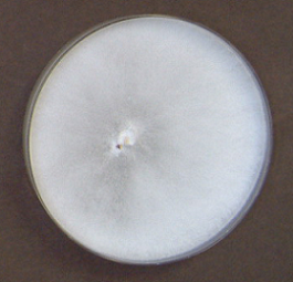 Trametes versicolor1(COV-8754)